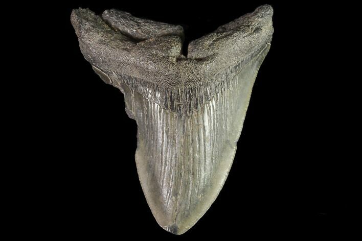 Partial, Fossil Megalodon Tooth #88995